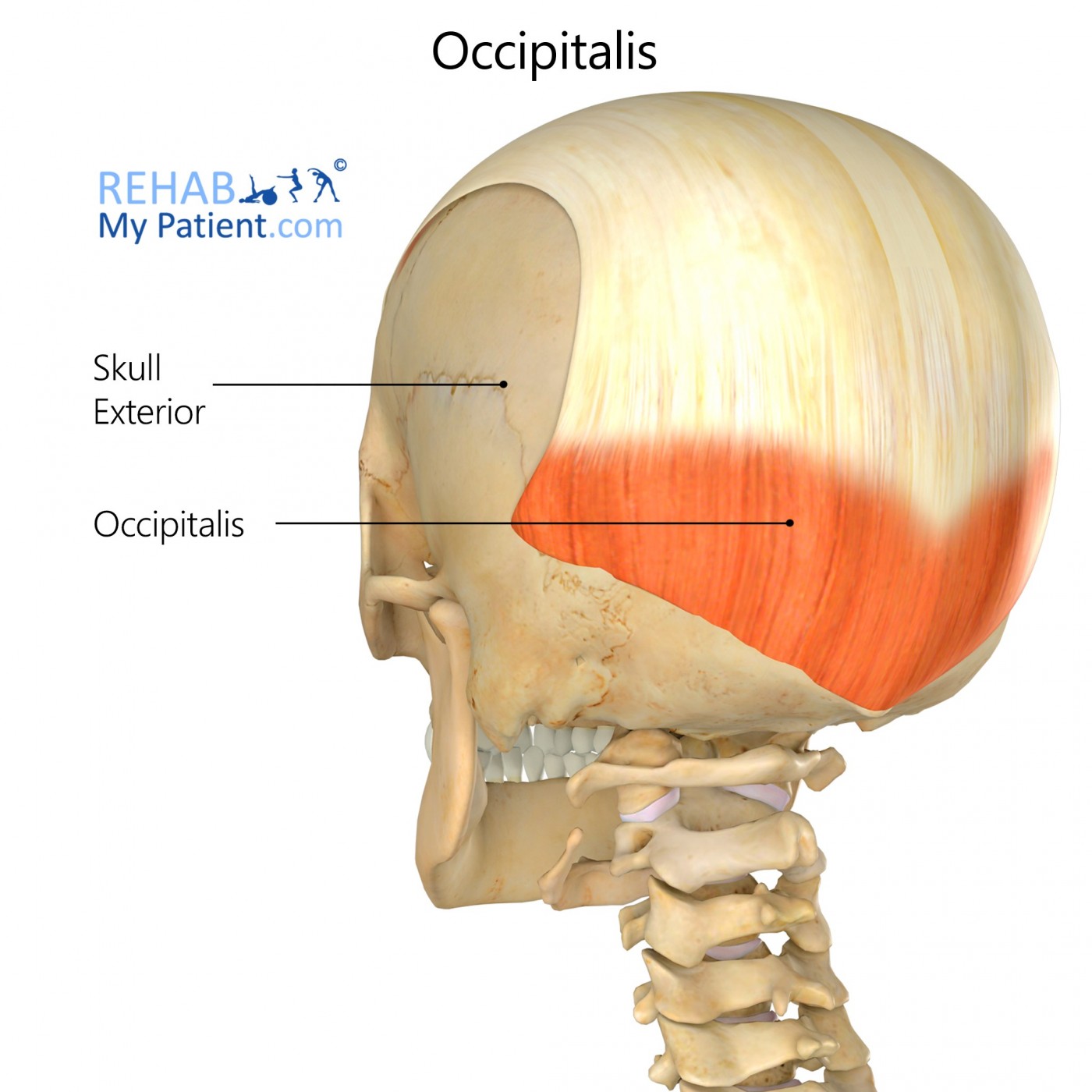Occipitalis (head)