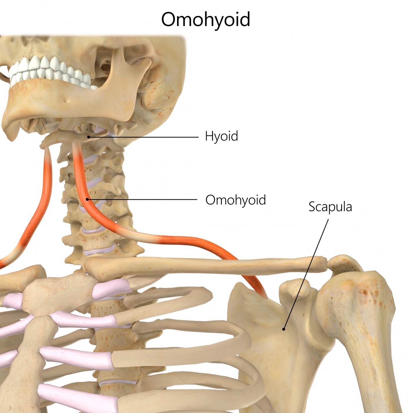 Omohyoid (neck) | Rehab My Patient