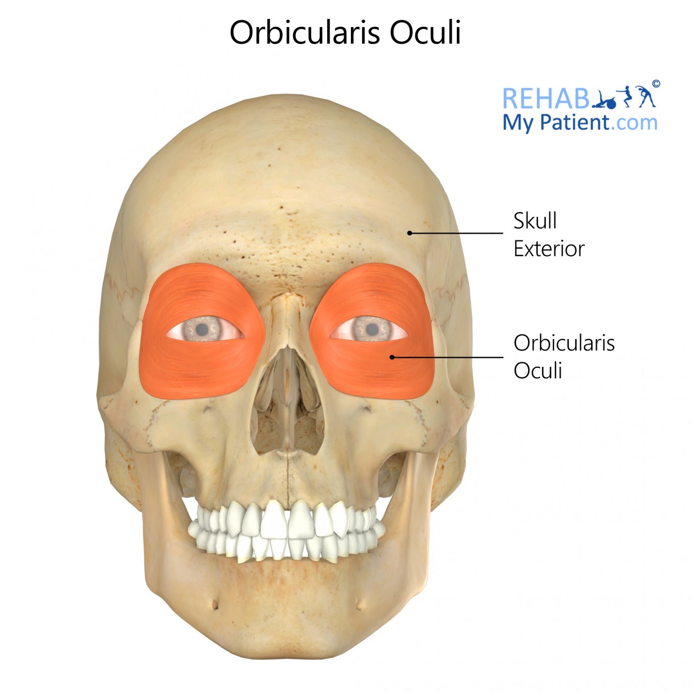 Orbicularis Oculi