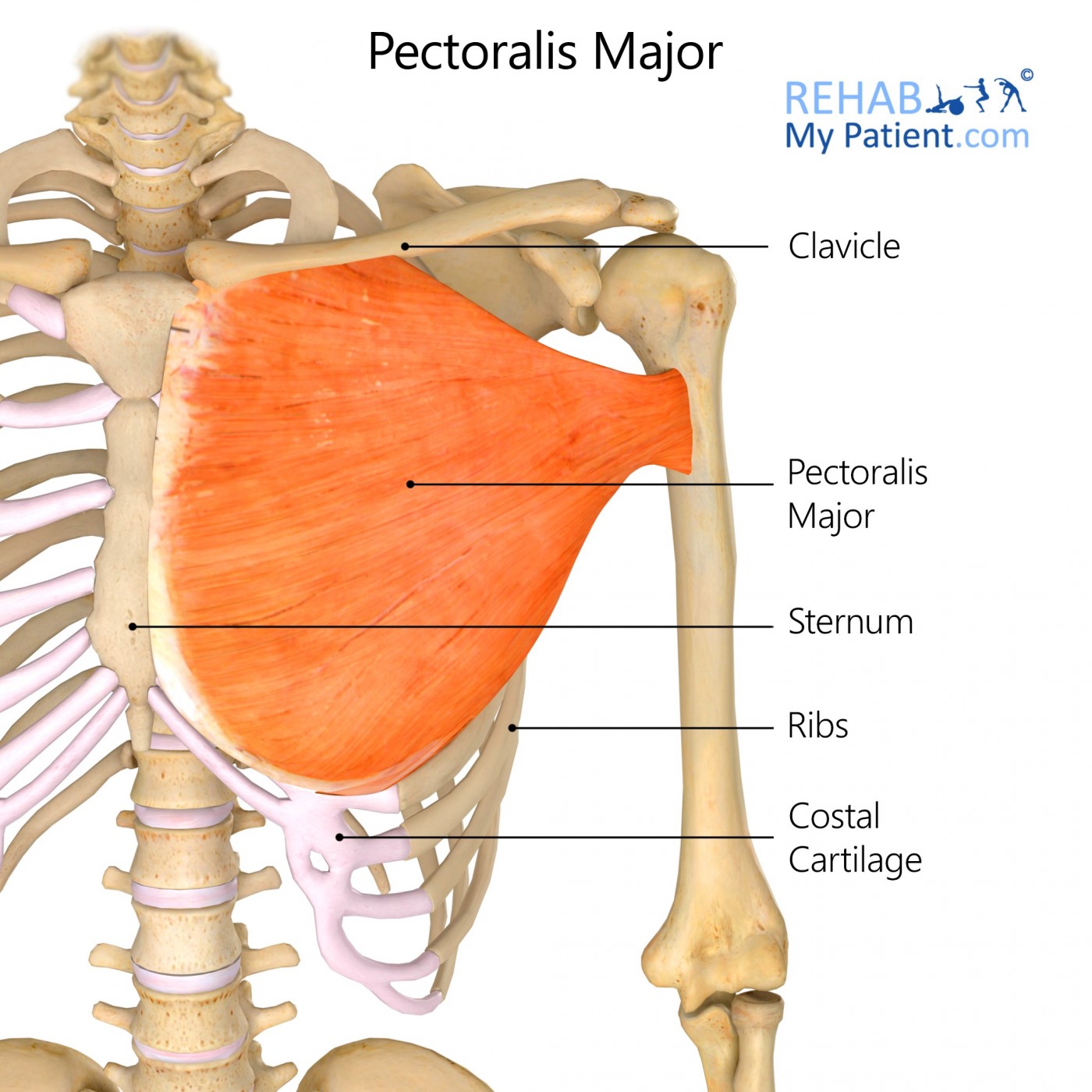Pectoralis Major | Rehab My Patient