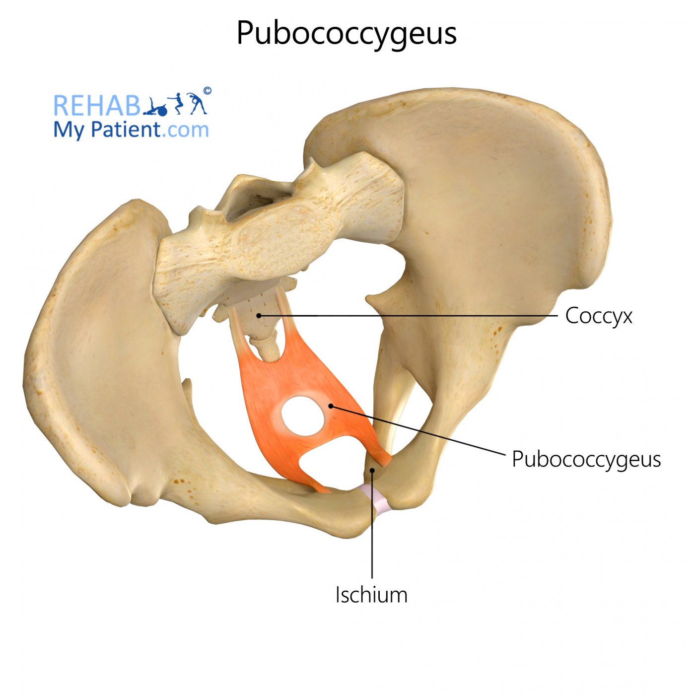 Pubococcygeus Levator ani