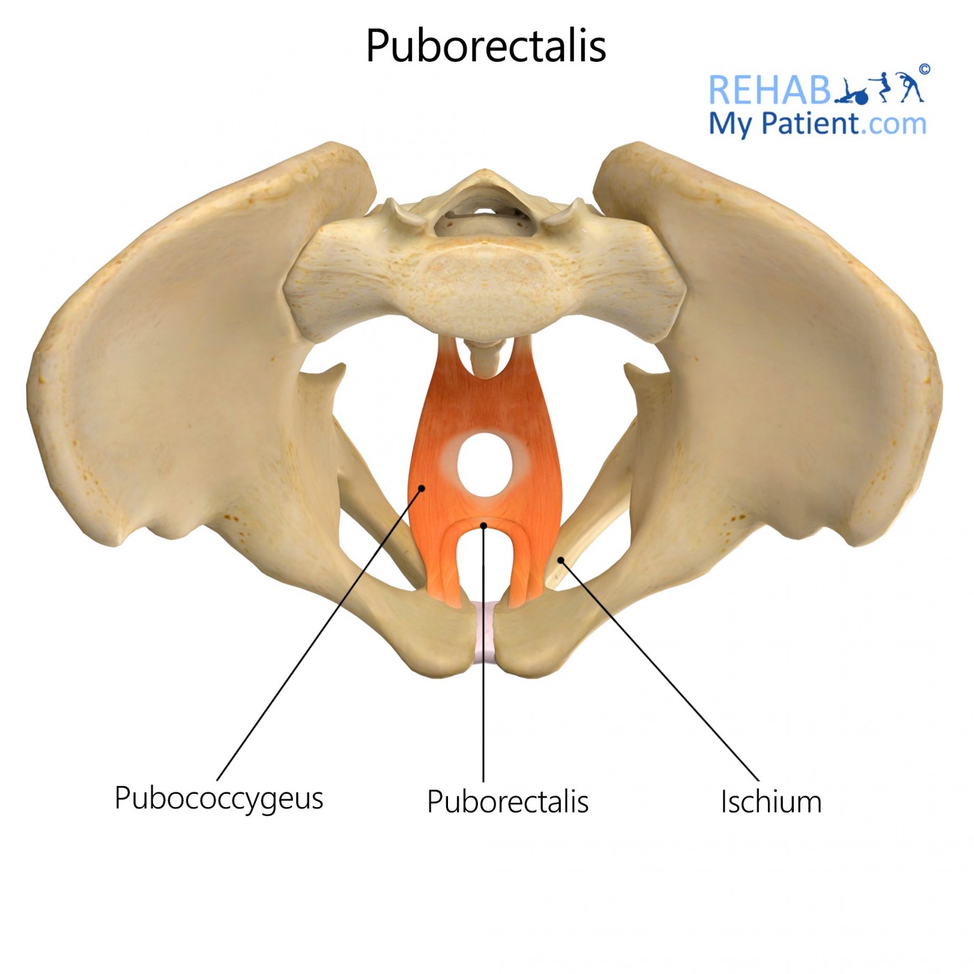 Puborectalis