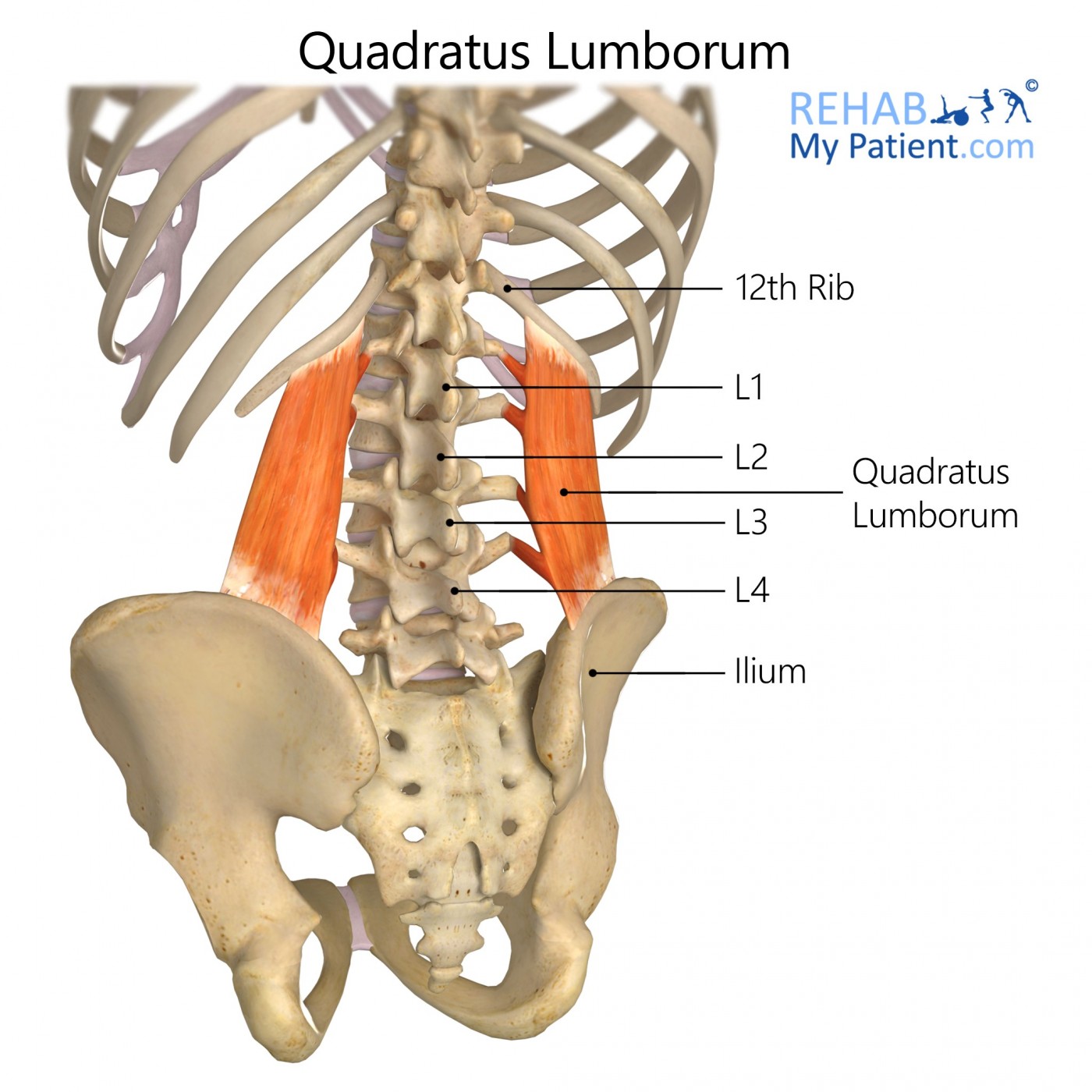 Quadratus Lumborum | Rehab My Patient