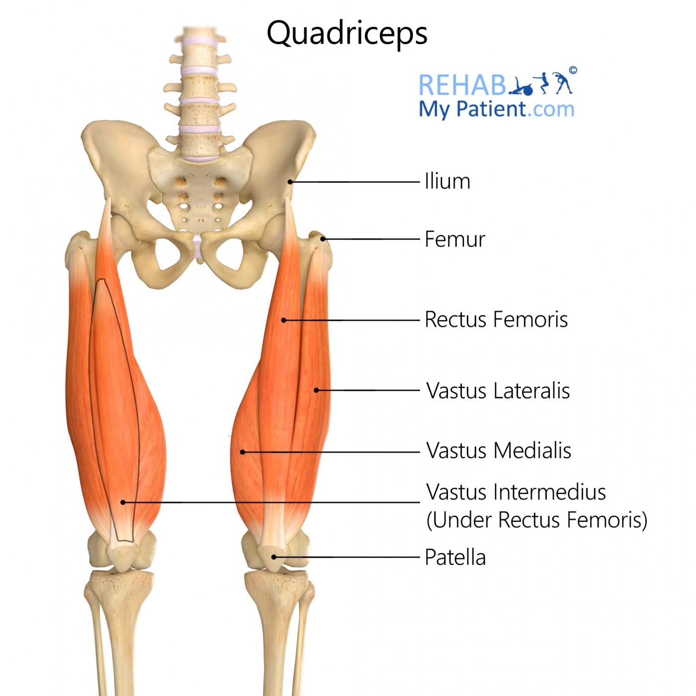 Quadriceps