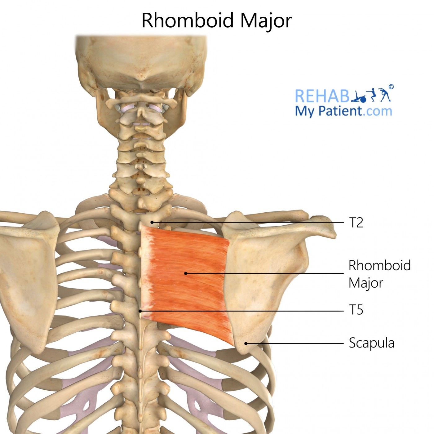 Rhomboid Major | Rehab My Patient