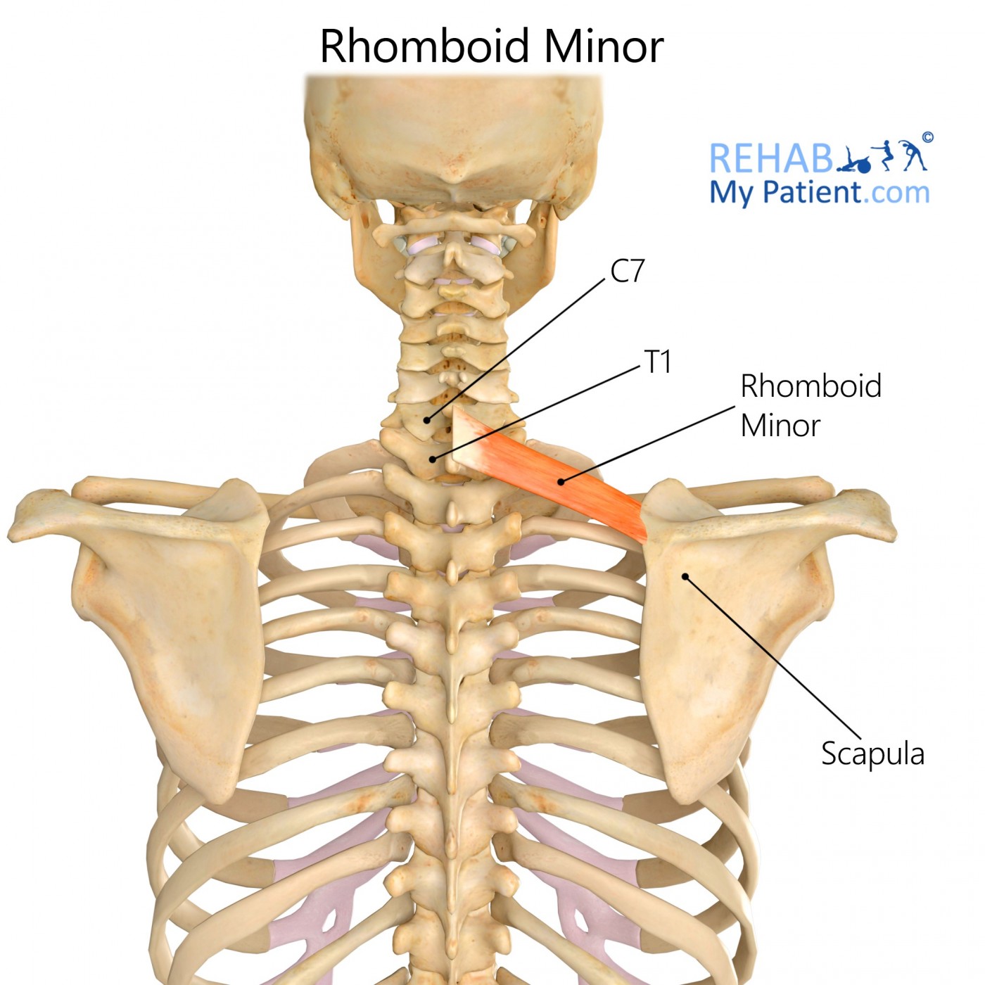 Rhomboid minor