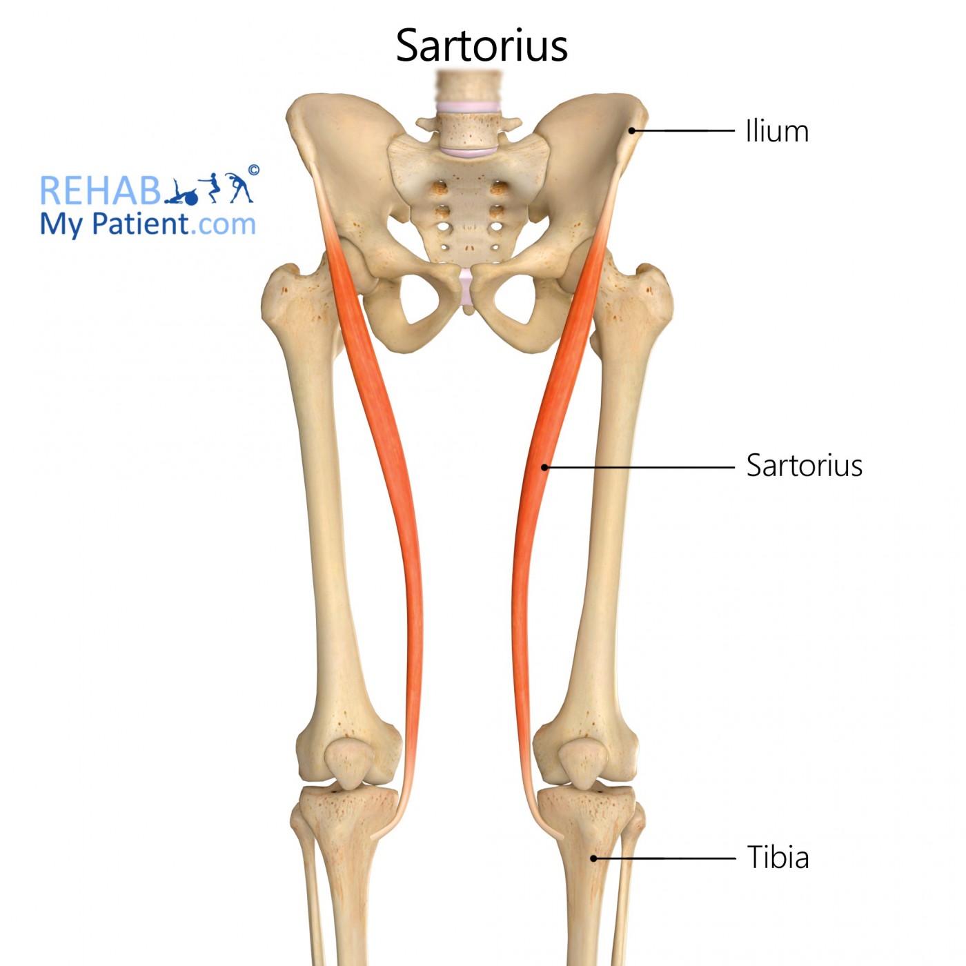 Sartorius Hip Gif Sartorius Hip Lateral Rotation Discover Share Gifs