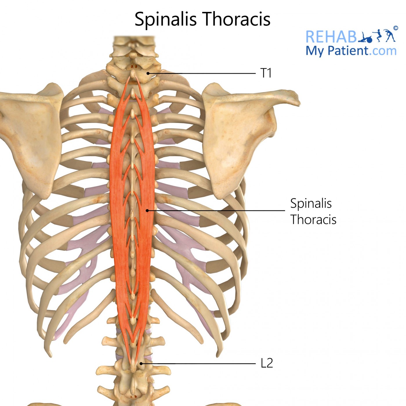 Spinalis Thoracis