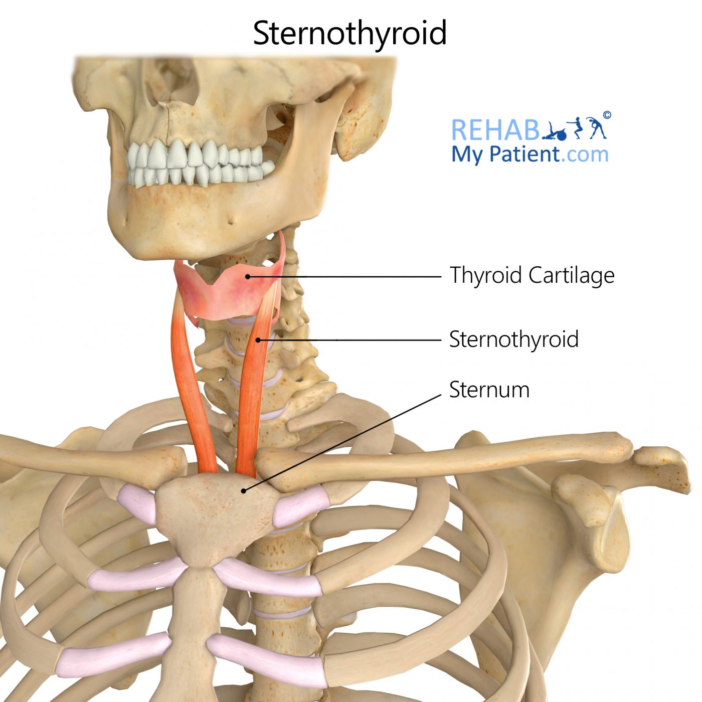 Sternothyroid