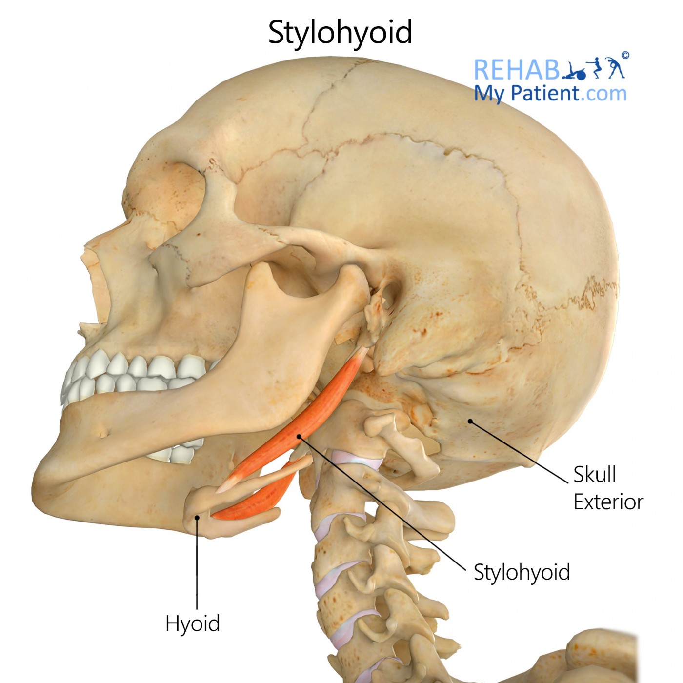 Stylohyoid Rehab My Patient