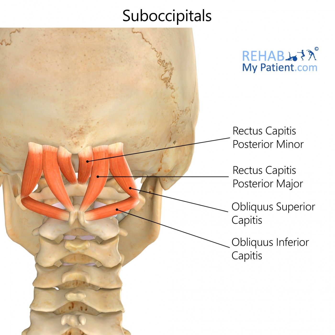 Suboccipitals | Rehab My Patient