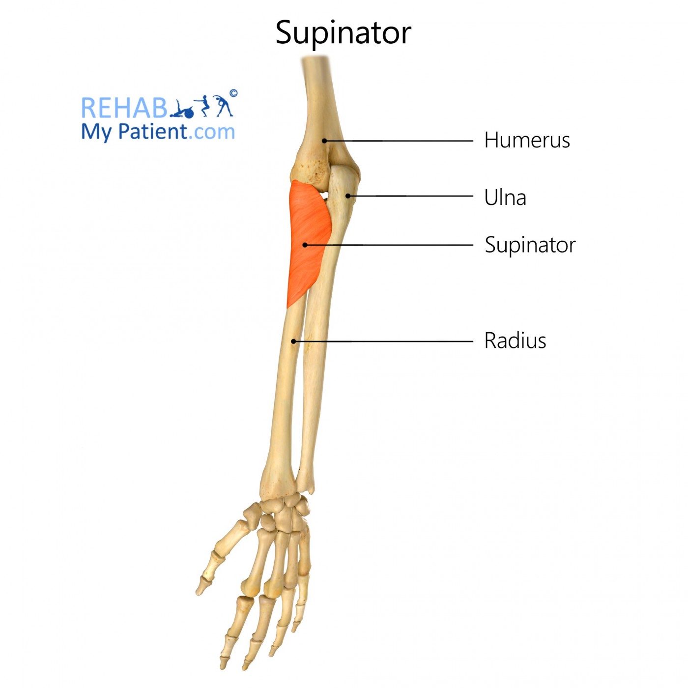 supinator and pronator muscles