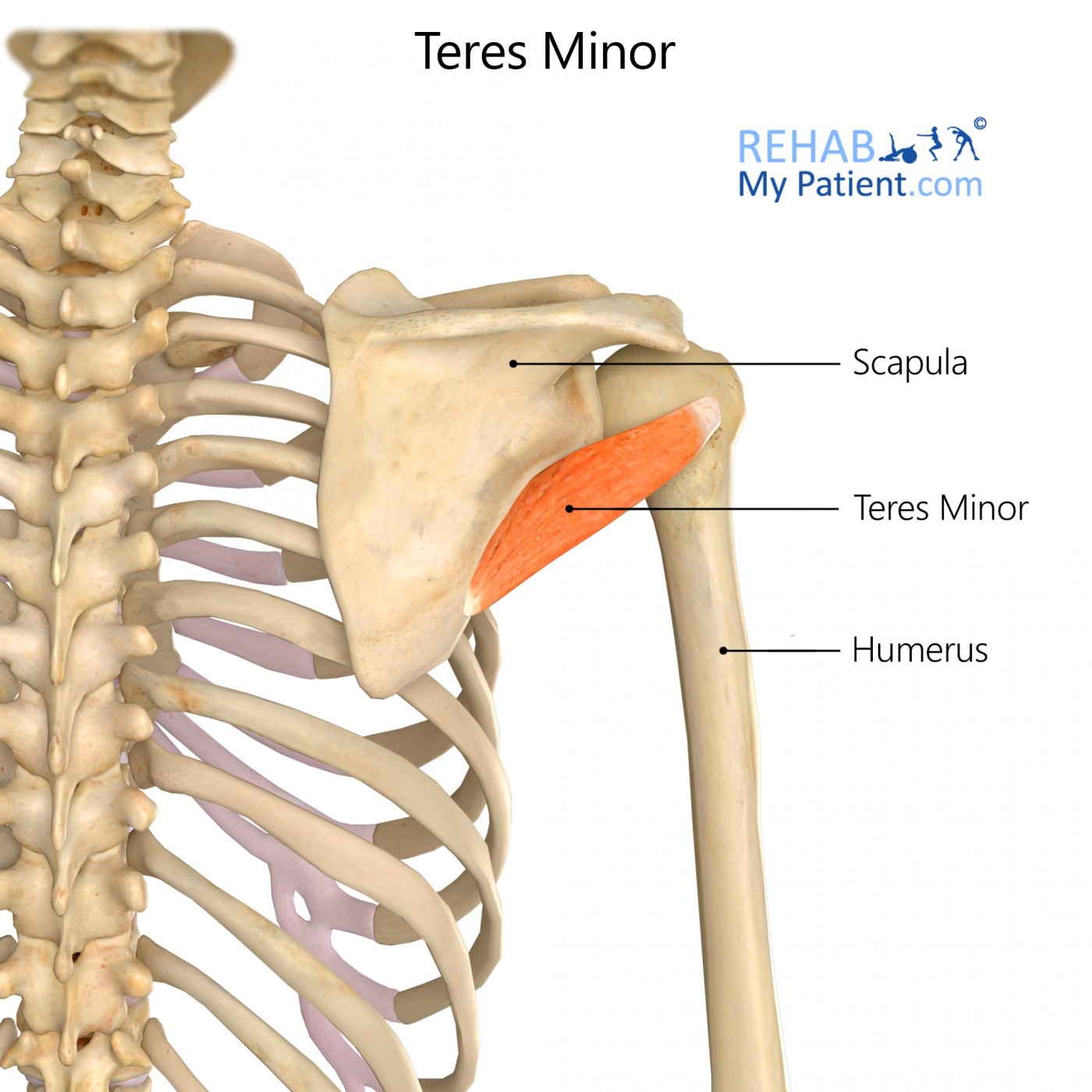 Teres Minor | Rehab My Patient