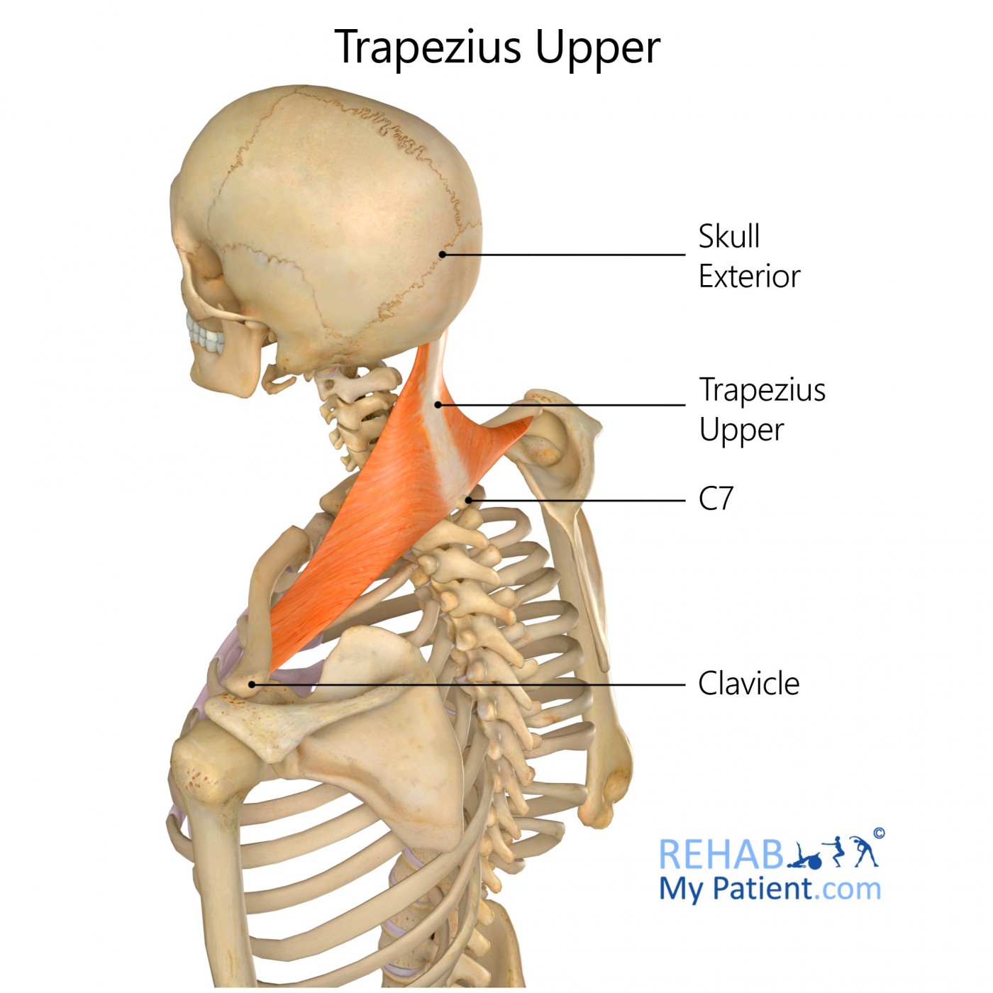 Trapezius Lower