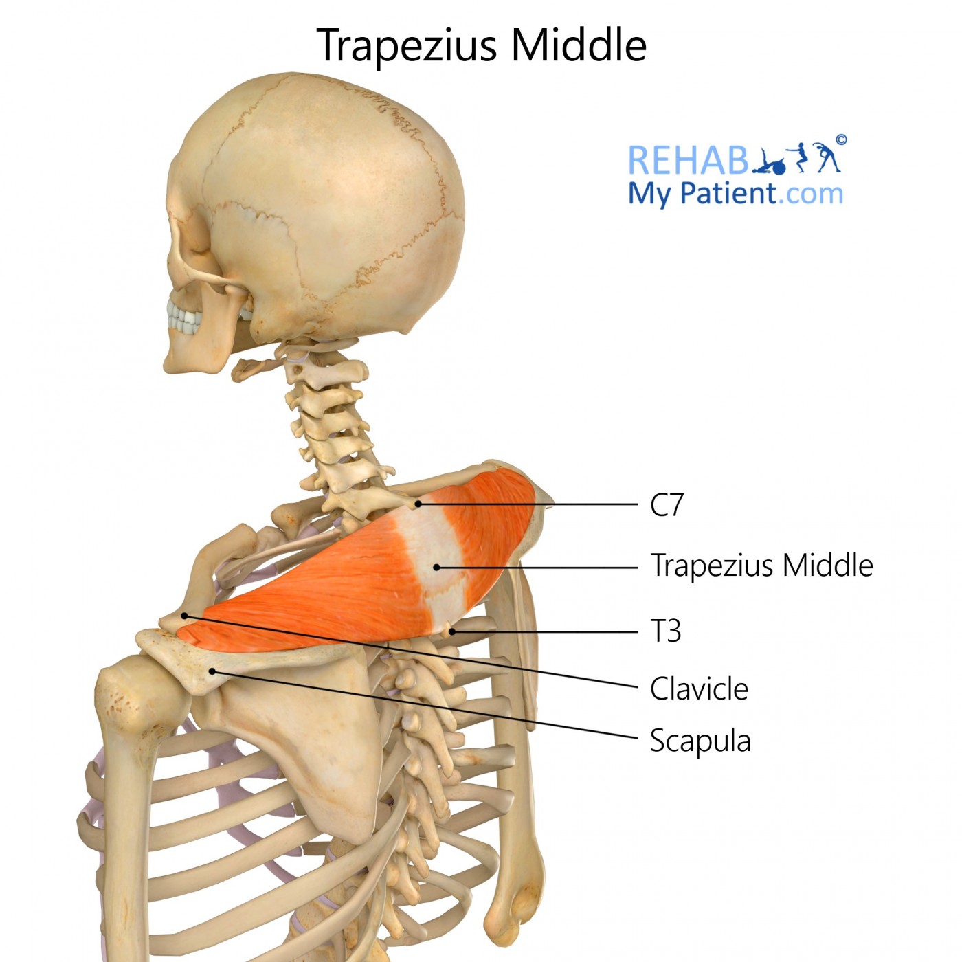Trapezius Middle