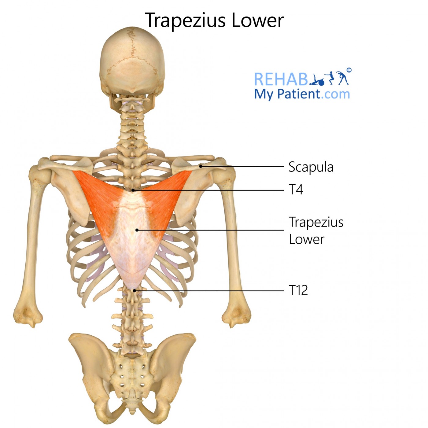 Trapezius Upper