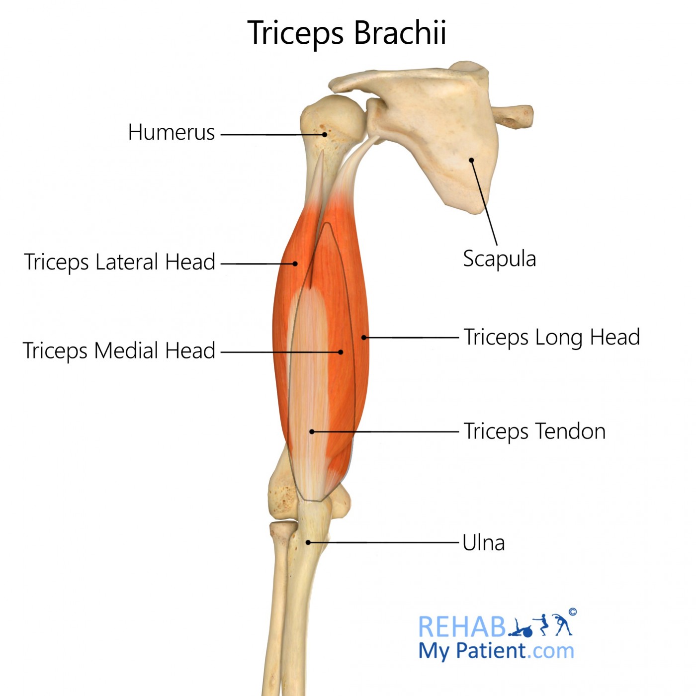 Triceps Brachii