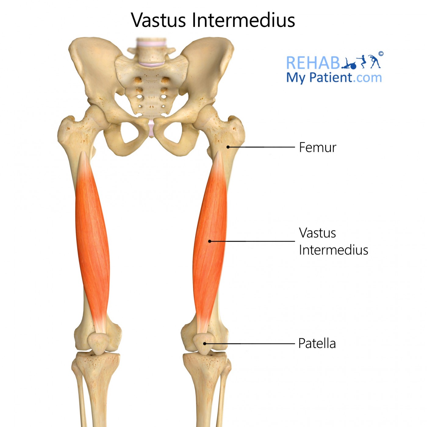 Vastus intermedius