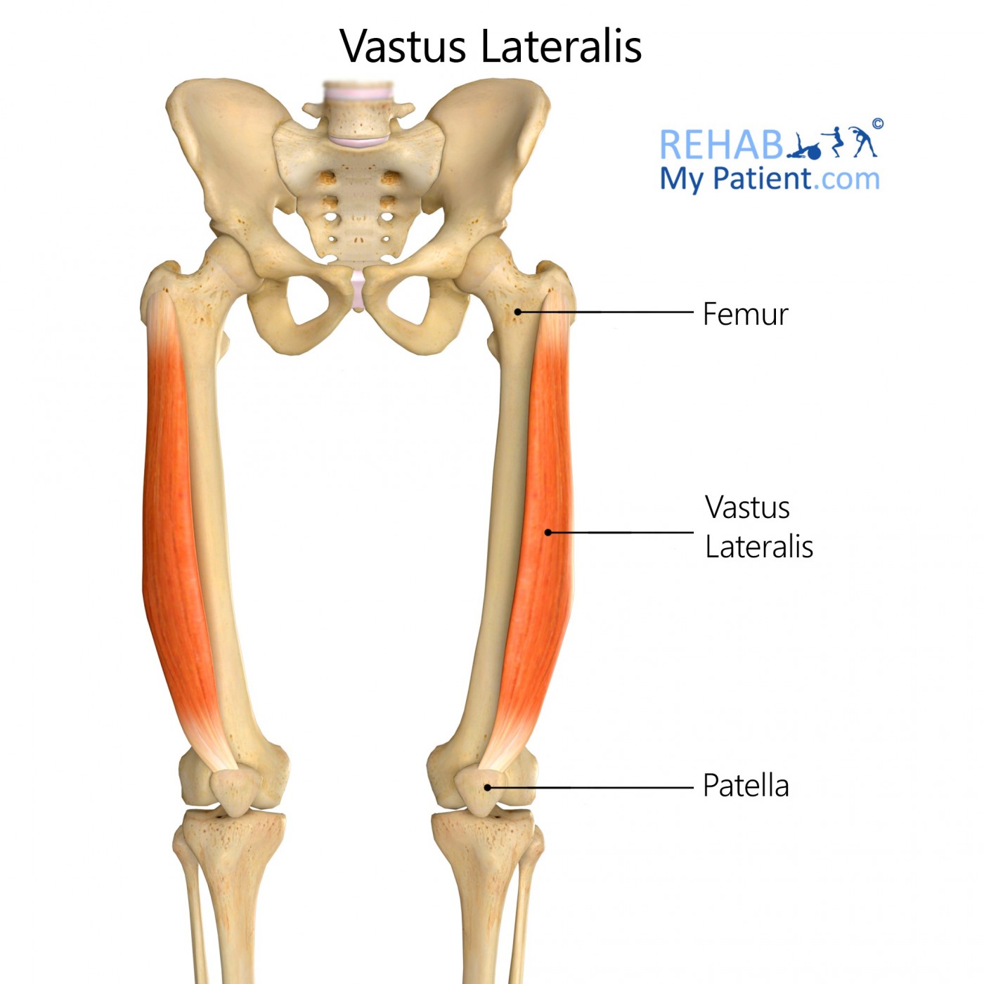 Vastus Lateralis